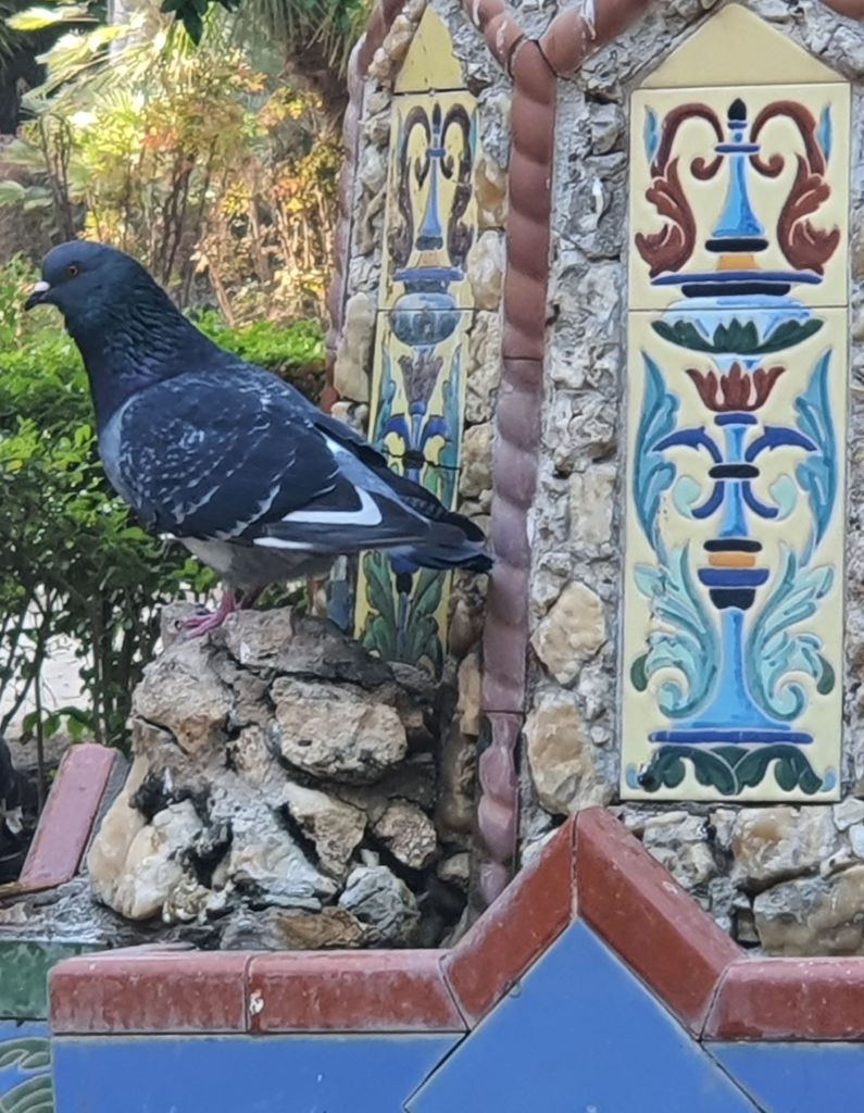 malaga-mediterran-park-tauben
